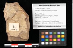 Foto (Objekt + Etikett) von Sphaeria palaeosapindi Ettingshausen (NHMW-GEO-2024-0188-0044)